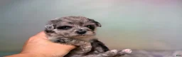 Schnoodle dogs for sale: Paxton - Ad 7