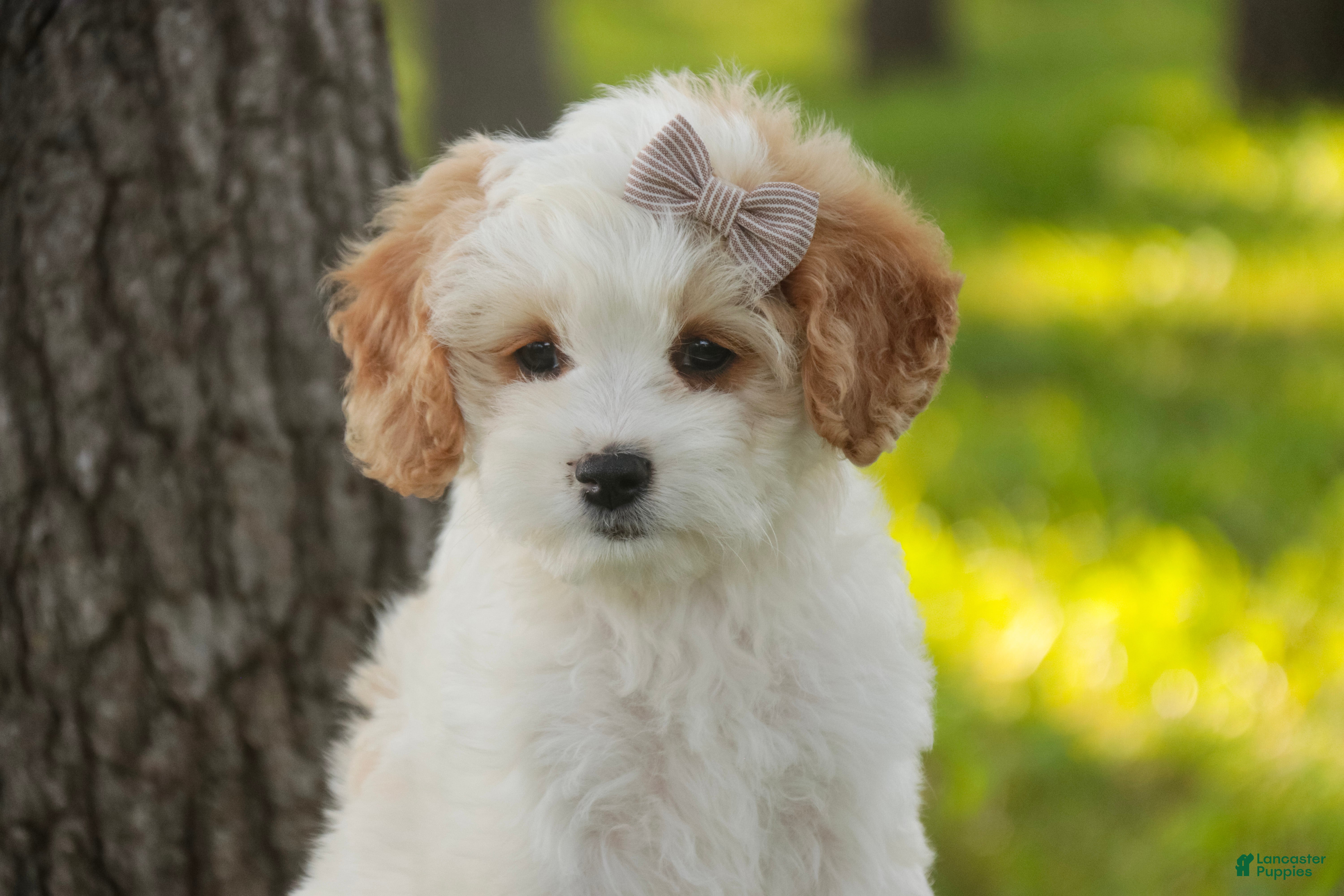 Mixed Breed dogs Pebbles Munchkin Bernedoodle - Ad 2