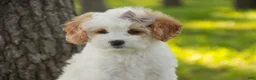 Mixed Breed dogs for sale: Pebbles Munchkin Bernedoodle - Ad 2