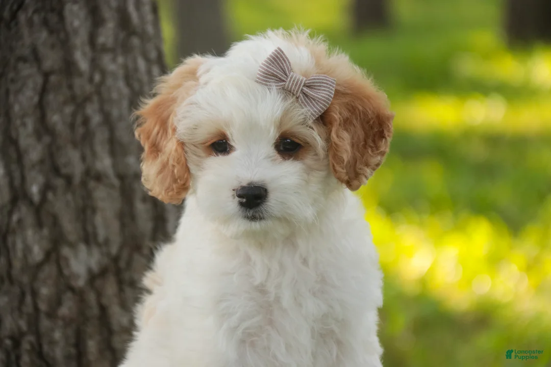 Mixed Breed dogs for sale: Pebbles Munchkin Bernedoodle - Ad 2