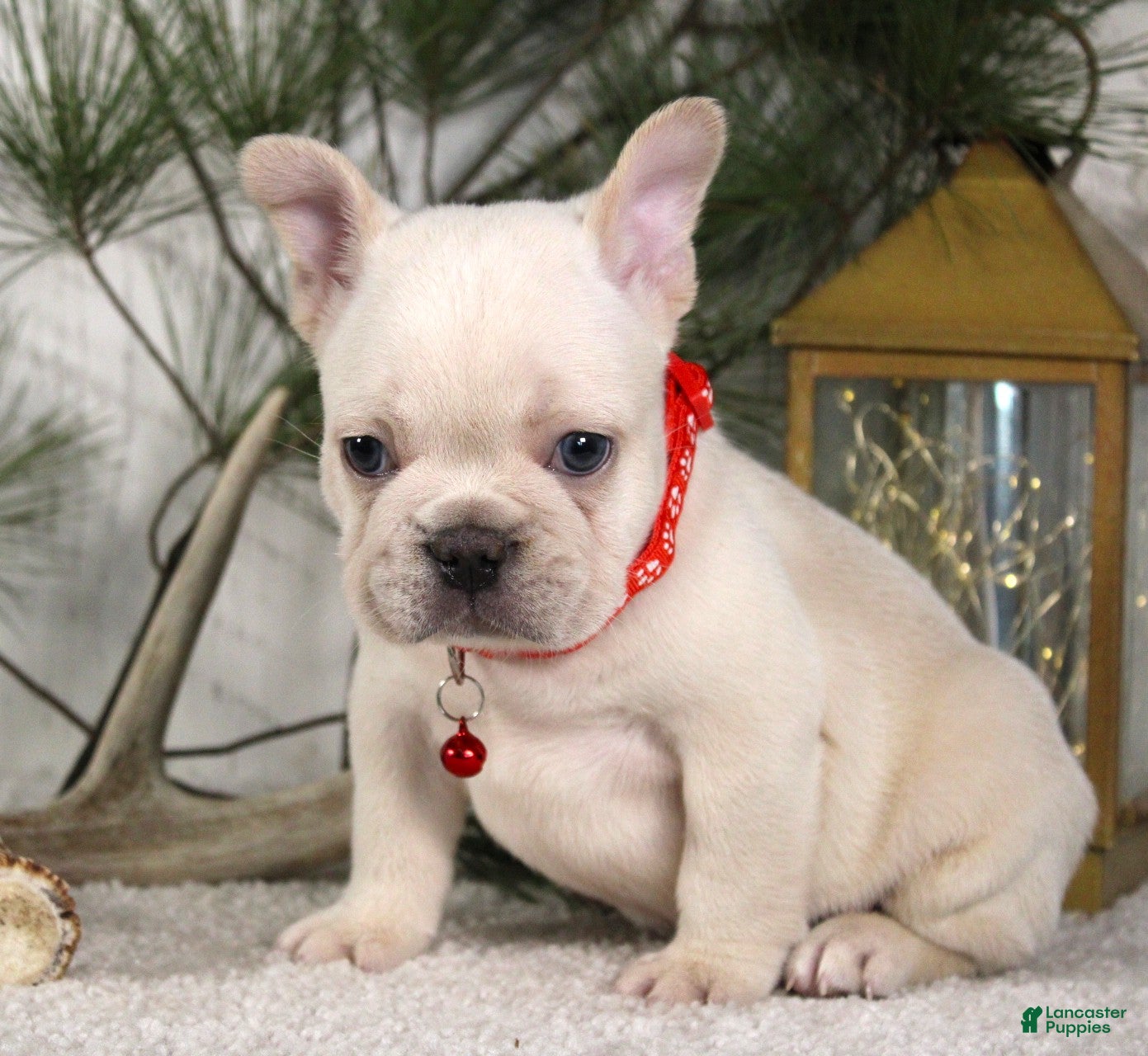 French Bulldog dogs Polar - Ad 2