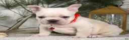French Bulldog dogs for sale: Polar - Ad 2
