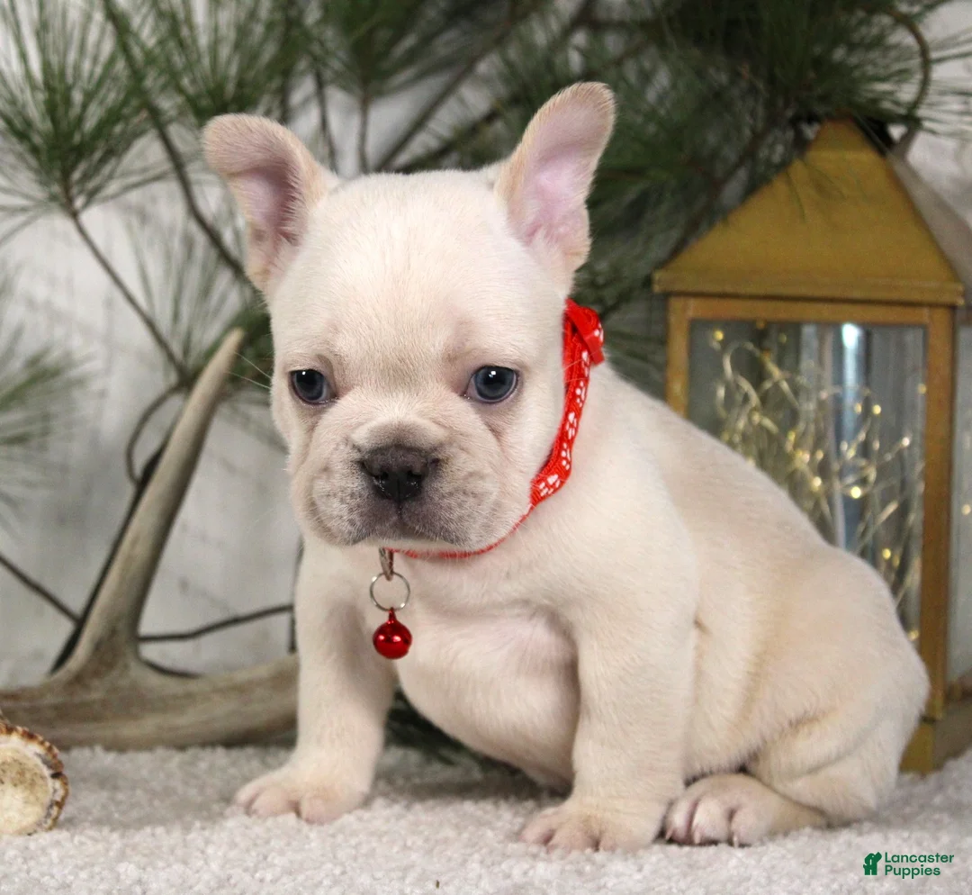 French Bulldog dogs for sale: Polar - Ad 2