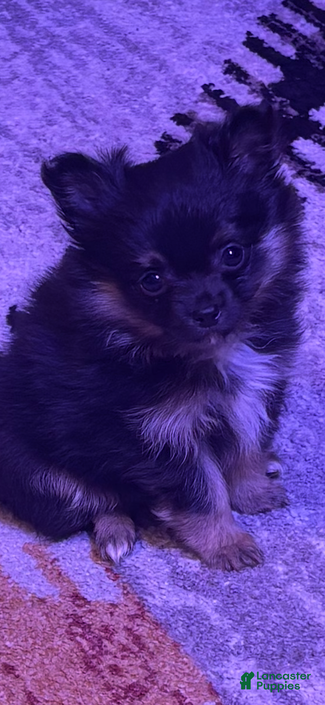 Pomchi dogs for sale: Pomchi Puppy 1 - Ad 3