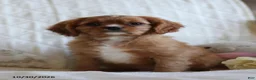 Cavalier King Charles Spaniel dogs for sale: Ollie - Ad 3