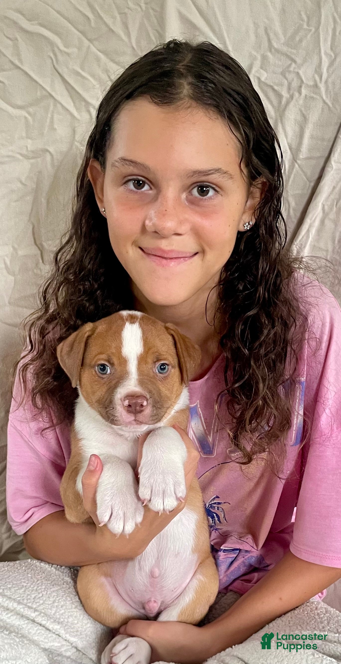 American Bulldog dogs Blue eyed Bandit  - Ad 1