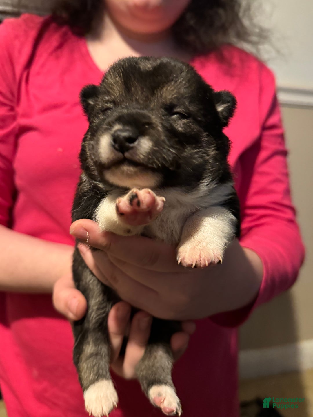 Shiba Inu dogs for sale: Shiba Inu Puppy 2 - Ad 7