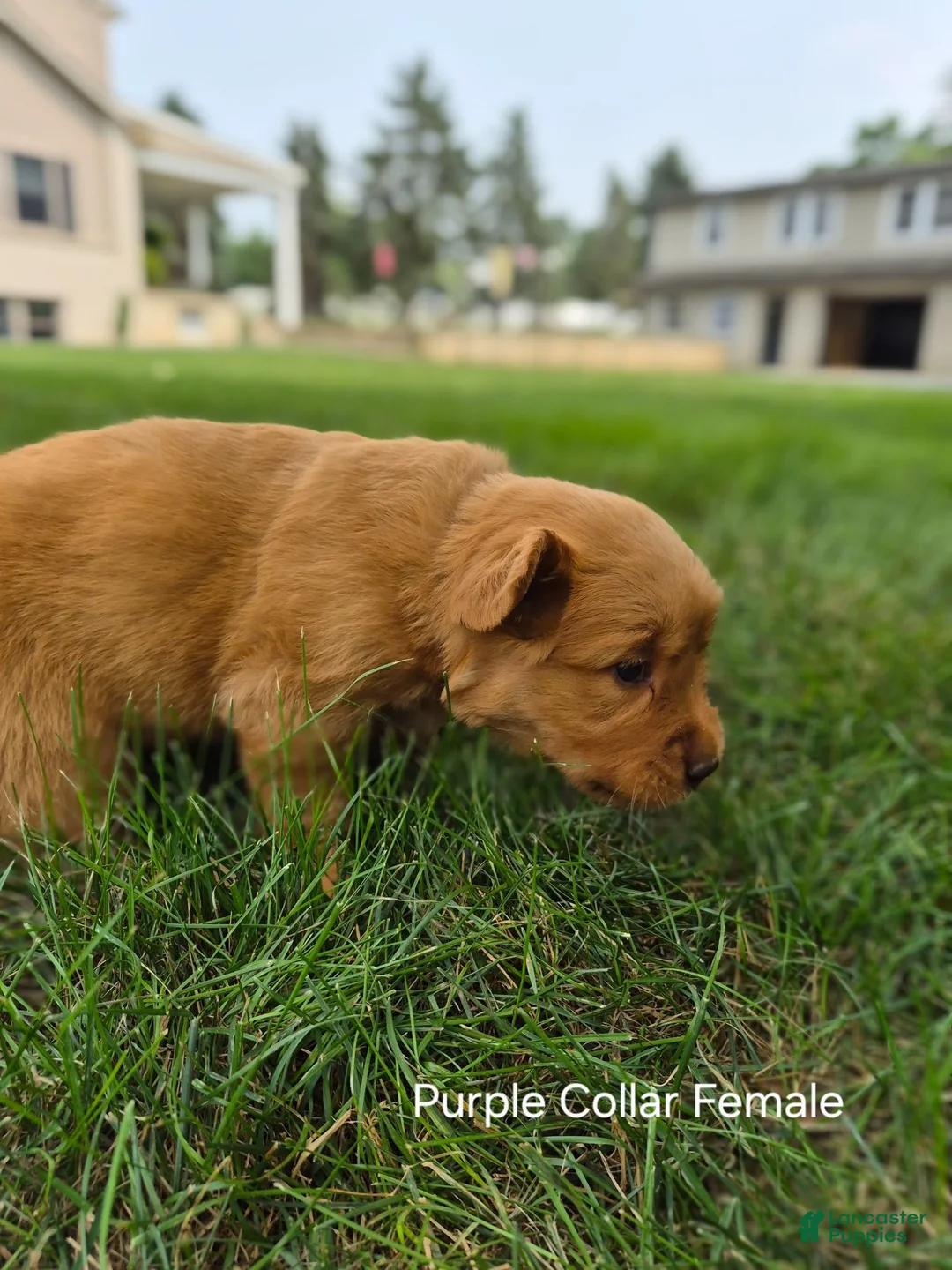 Golden Retriever dogs for sale: Rose (Pink Collar) - Ad 2