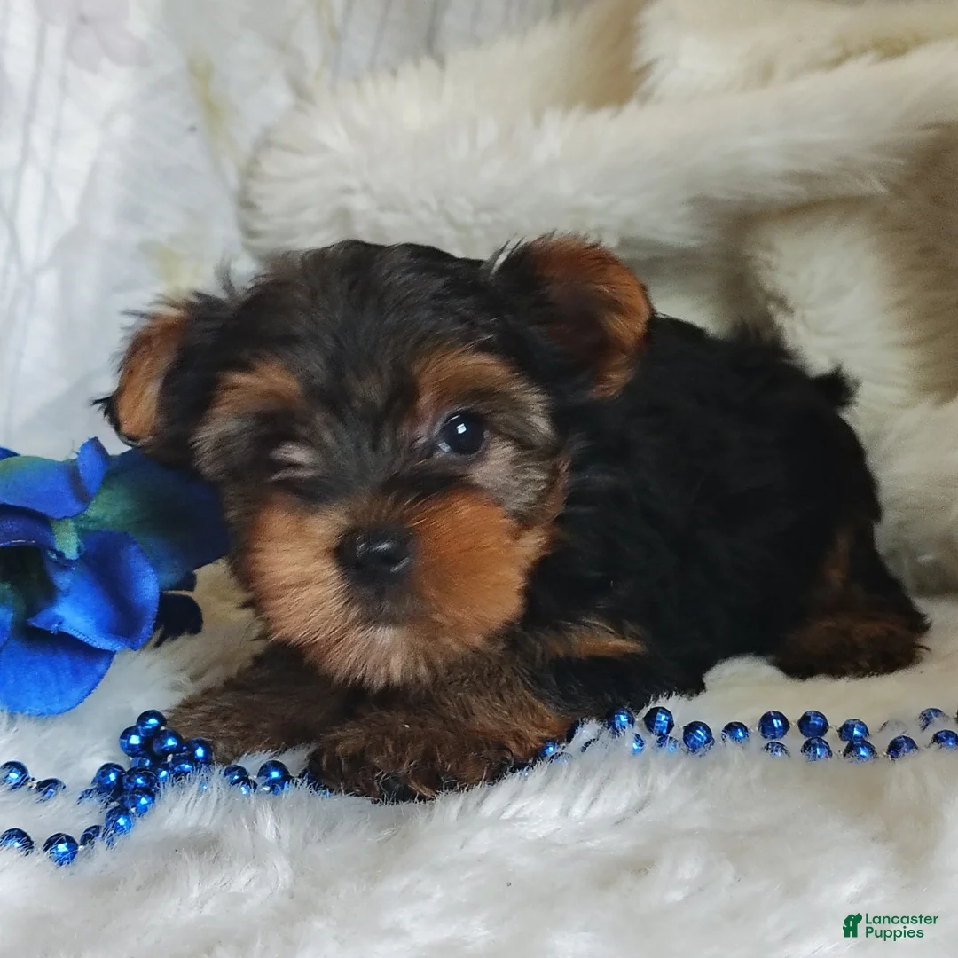 Yorkshire Terrier dogs for sale: Lance - Ad 1