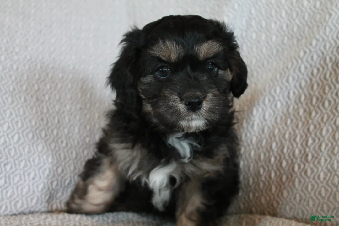 Cavapoo dogs for sale: Jack - Ad 2