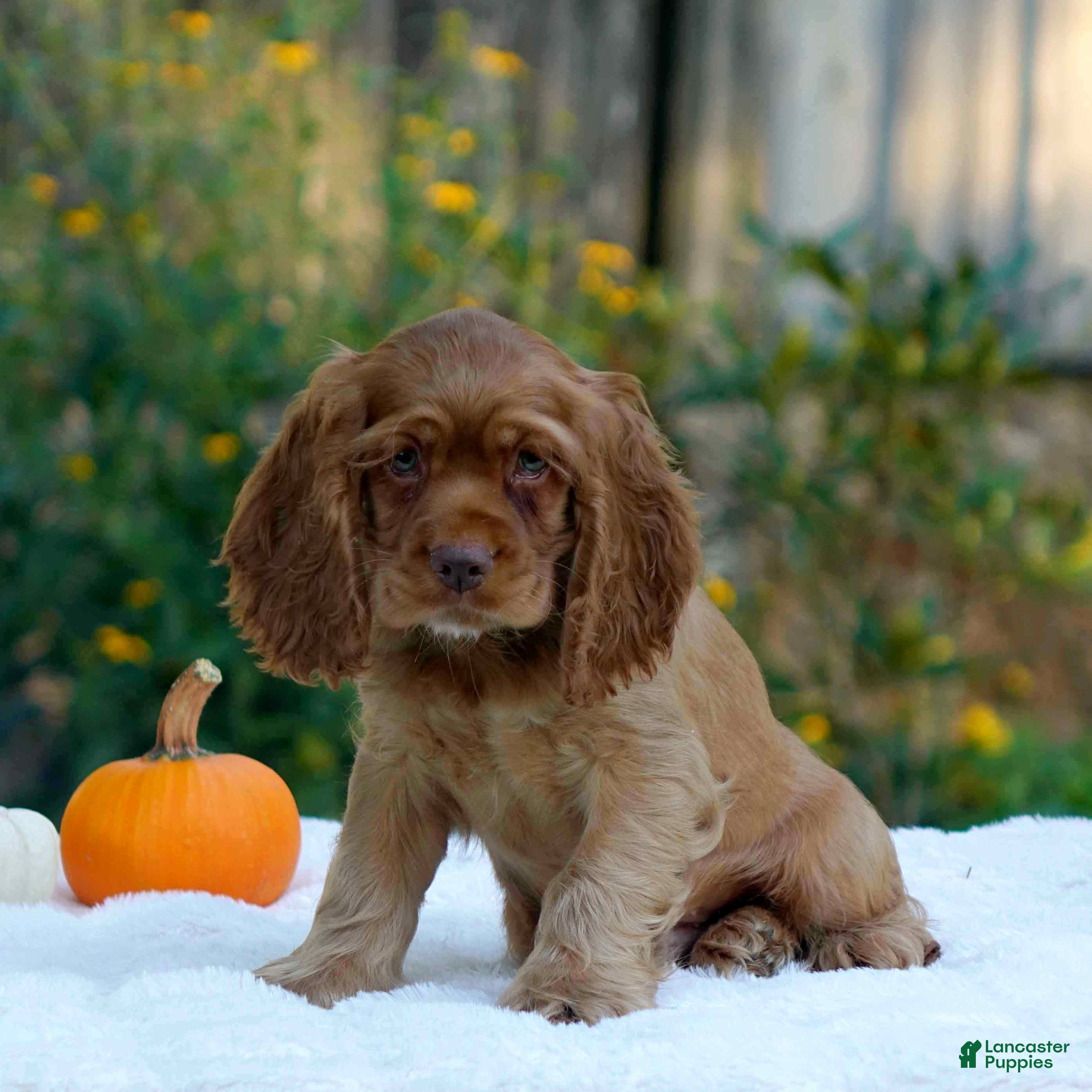 Cocker Spaniel Puppies for sale Lancaster Puppies