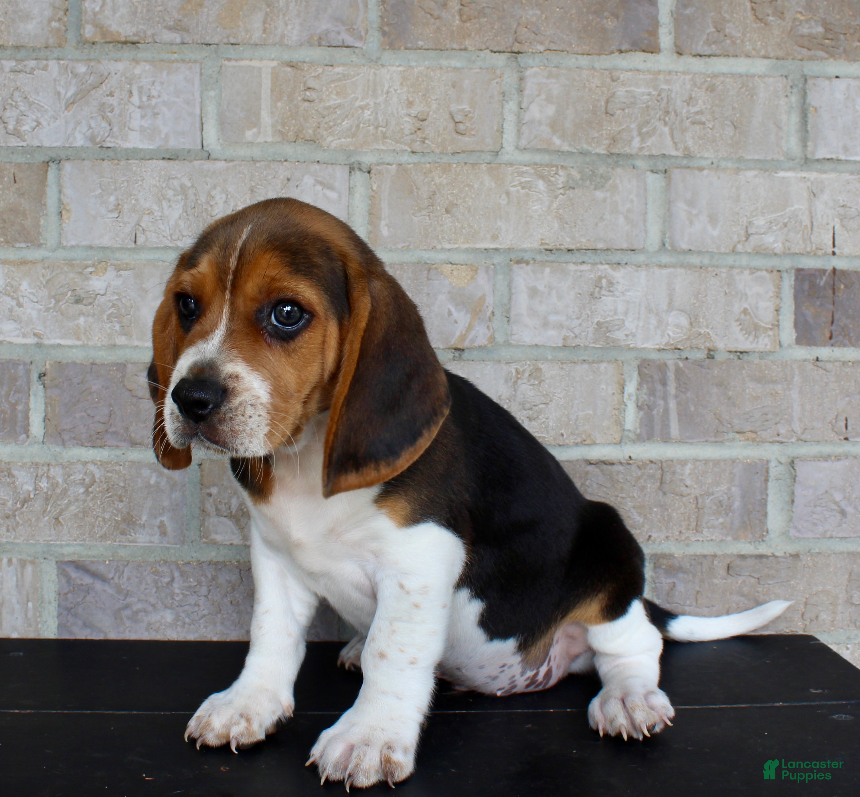 Beagle dogs Pokey - Ad 2