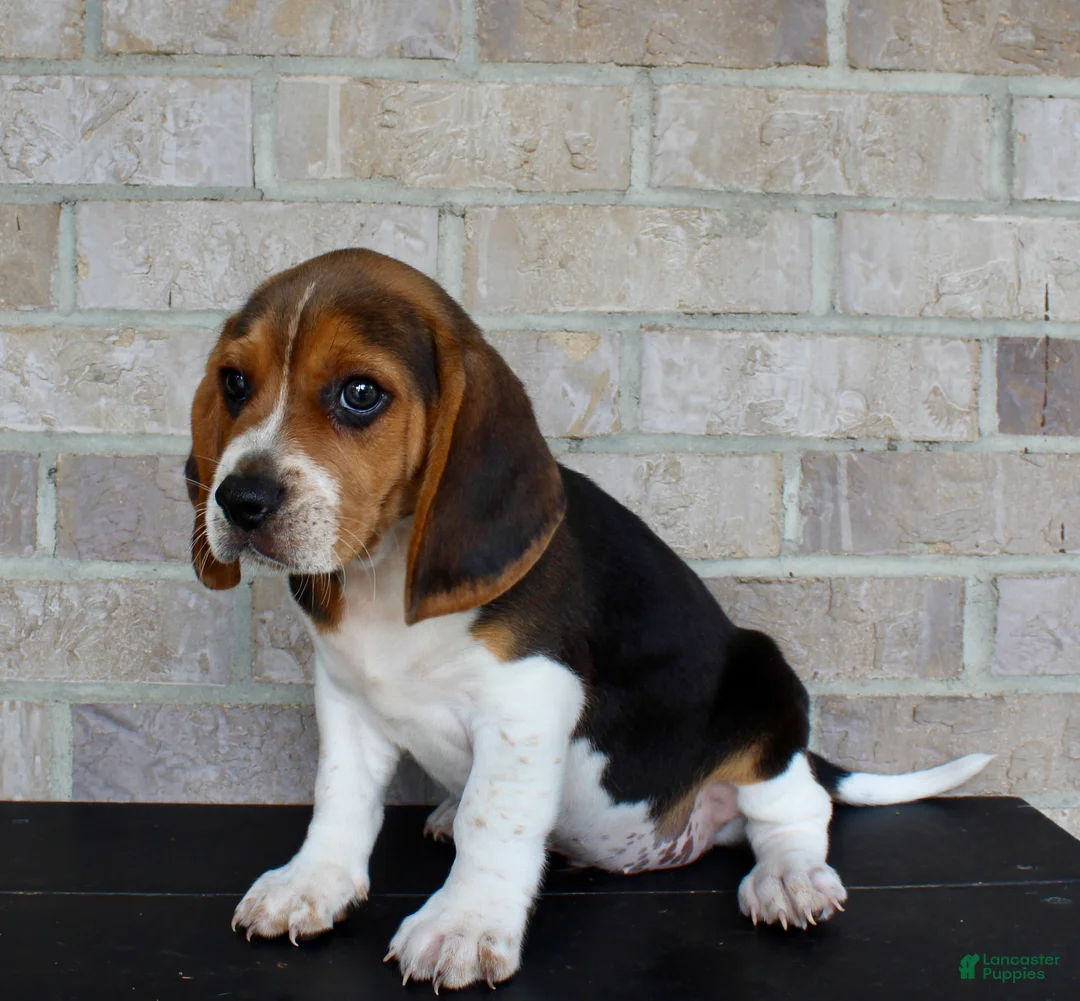 Beagle dogs for sale: Pokey - Ad 2