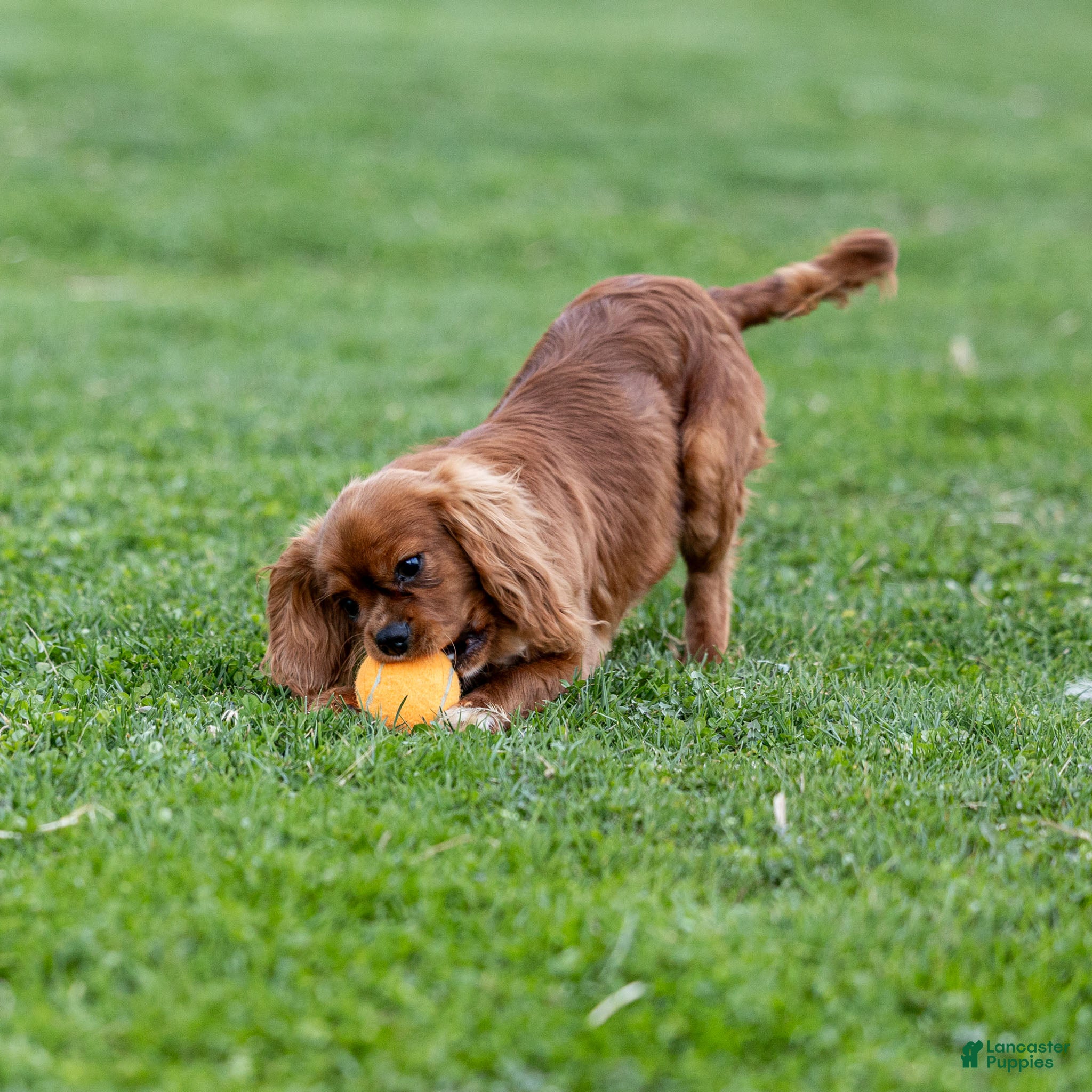 Cavalier King Charles Spaniel dogs Archer - Ad 1