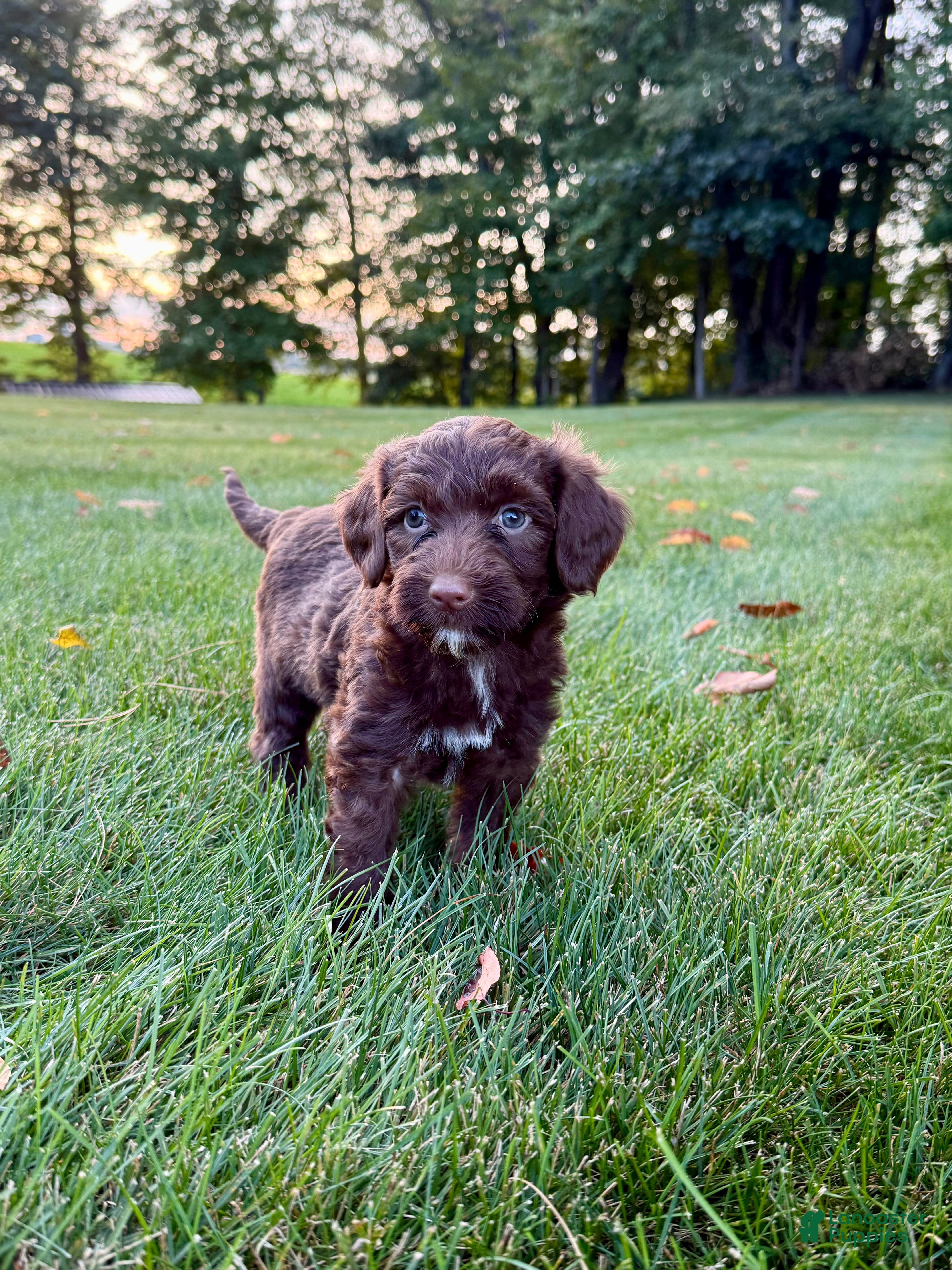 Portuguese Water Dog dogs Hazel - Ad 2