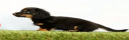 Miniature Dachshund dogs for sale: Nya - Ad 6