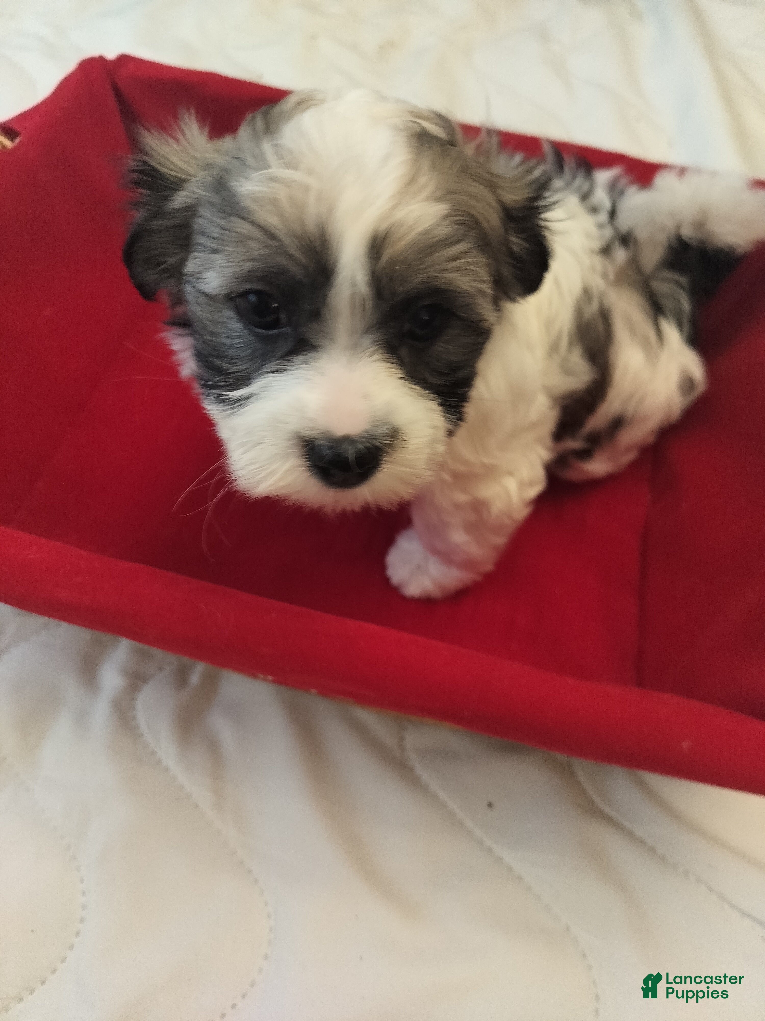 Coton De Tulear dogs Coton De Tulear Puppy 1 - Ad 2