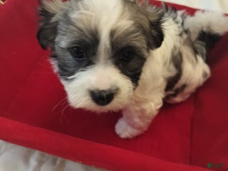 Coton De Tulear dogs Coton De Tulear Puppy 3 - Ad 28