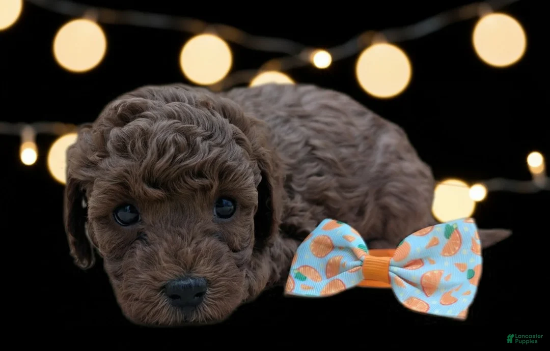 Toy Poodle dogs for sale: Maple 🍁 - Ad 13