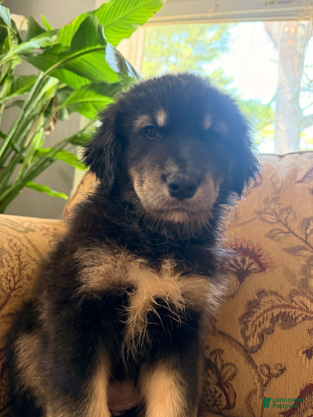 Mixed Breed dogs for sale: Mixed Breed 2 - Ad 1