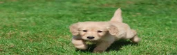 Golden Retriever dogs for sale: Golden Retriever 4 - Ad 3