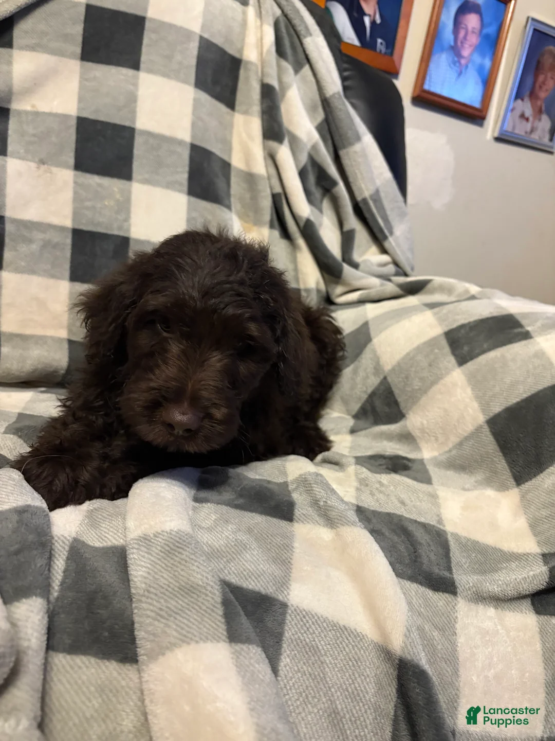 Aussiedoodle dogs for sale: Big Red  - Ad 2