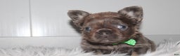 French Bulldog dogs for sale: French Bulldog Puppy 1 - Ad 10