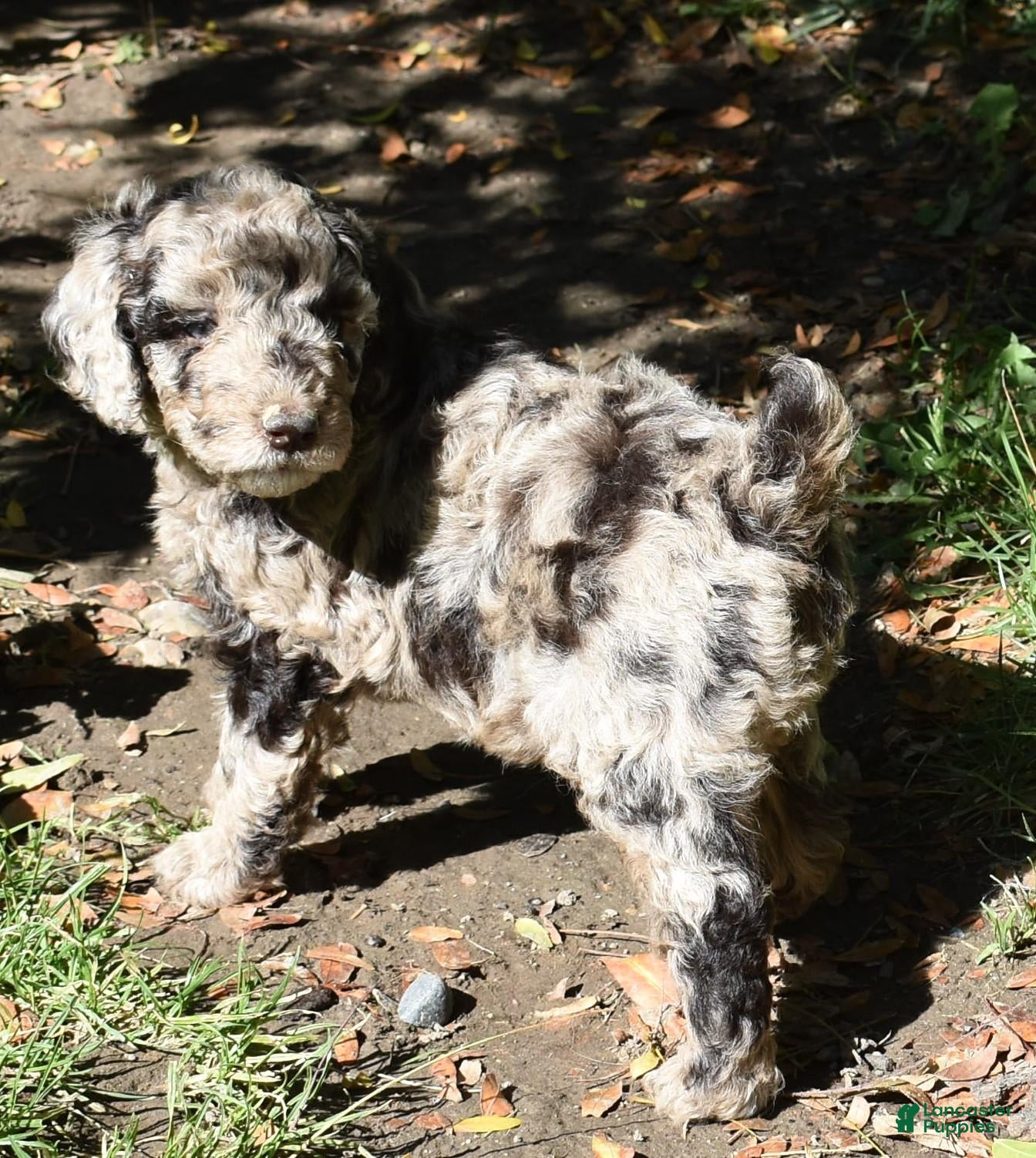Standard Poodle dogs Standard Poodle 1 Chocolate Merle - Ad 1