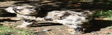 Standard Poodle 1 Chocolate Merle