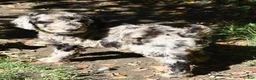 Standard Poodle dogs for sale: Standard Poodle 1 Chocolate Merle - Ad 1