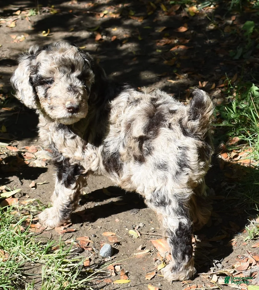 Standard Poodle dogs for sale: Standard Poodle 1 Chocolate Merle - Ad 1