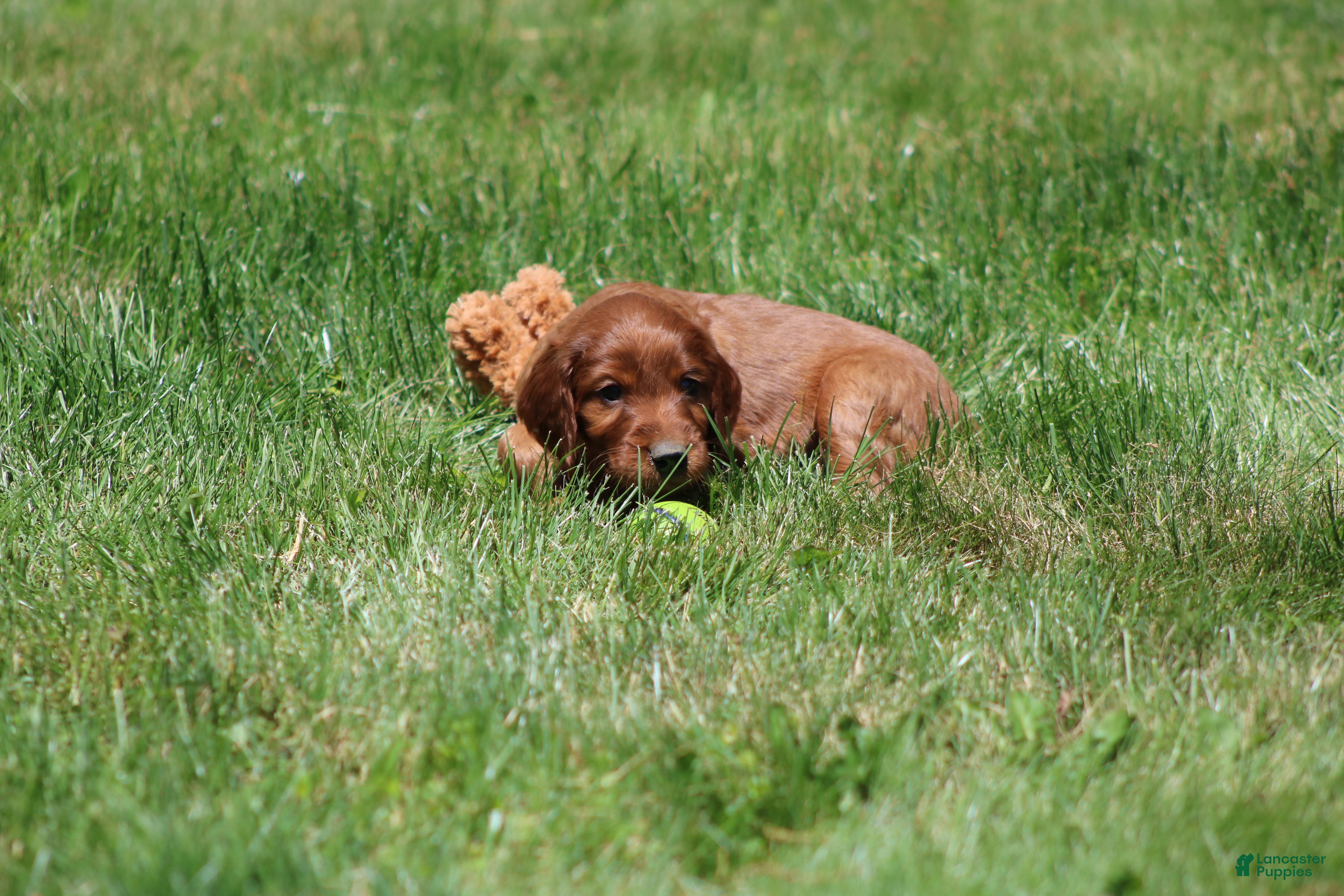 Irish Setter dogs for sale: Harley - Ad 3