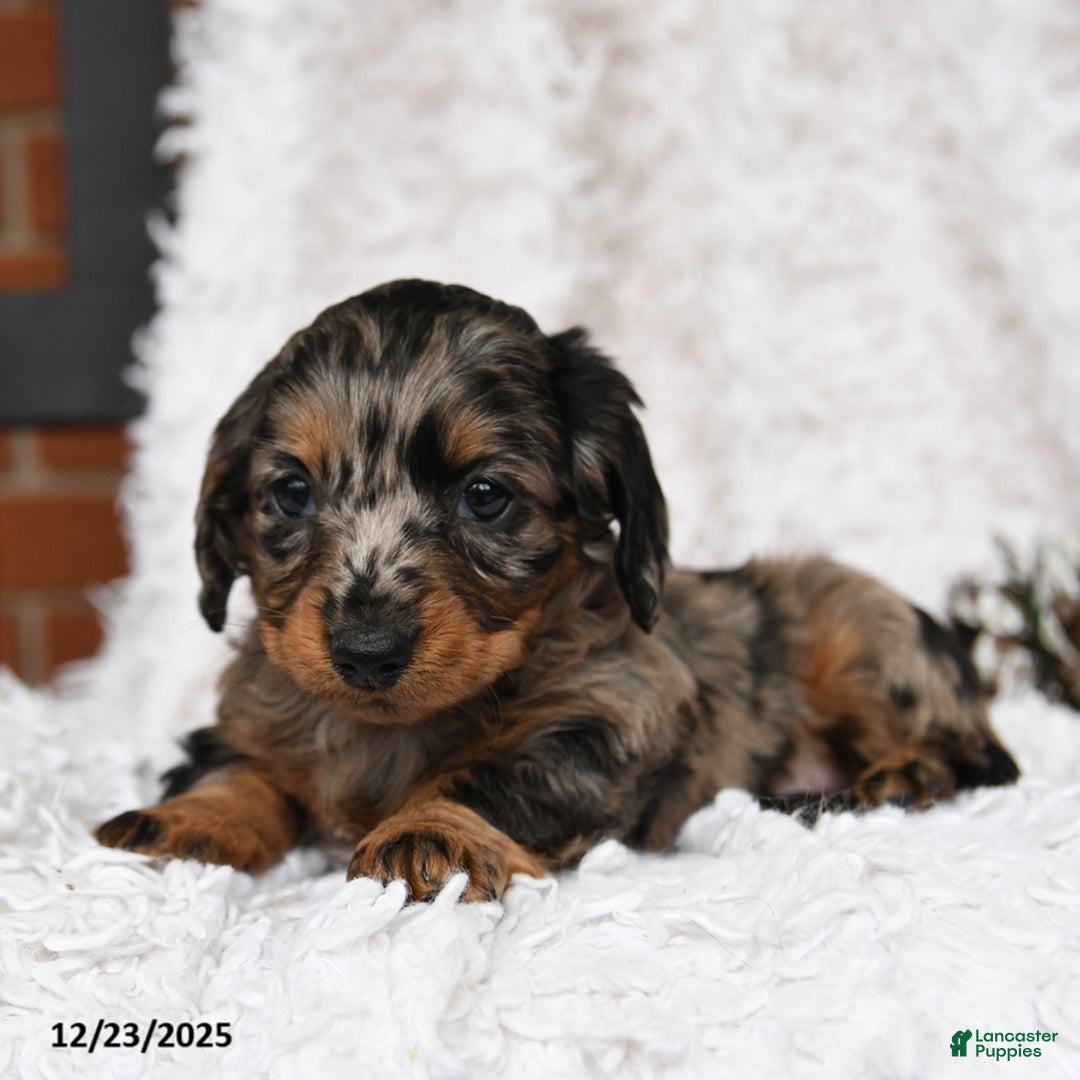 Miniature Dachshund dogs for sale: Constellation - Ad 1