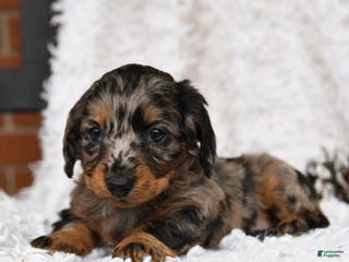 Miniature Dachshund dogs Constellation - Ad 38