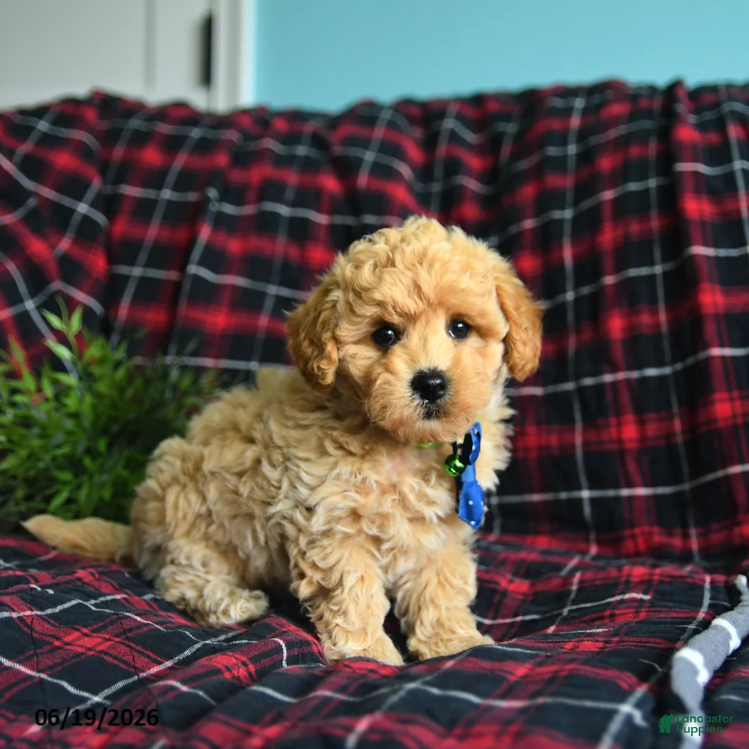 Maltipoo dogs for sale: Leo - Ad 3