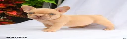 French Bulldog dogs for sale: Scarlett - Ad 1