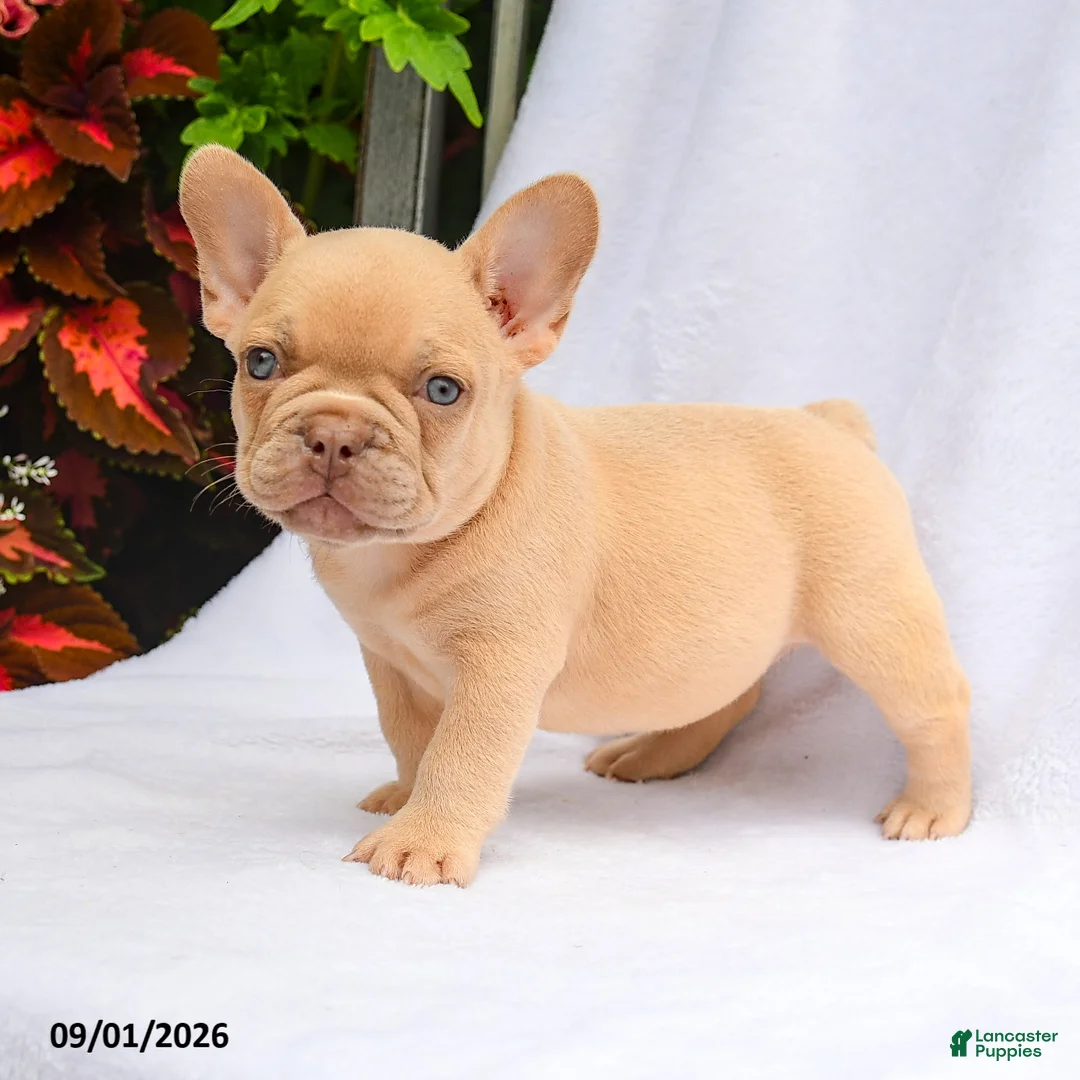 French Bulldog dogs for sale: Scarlett - Ad 1