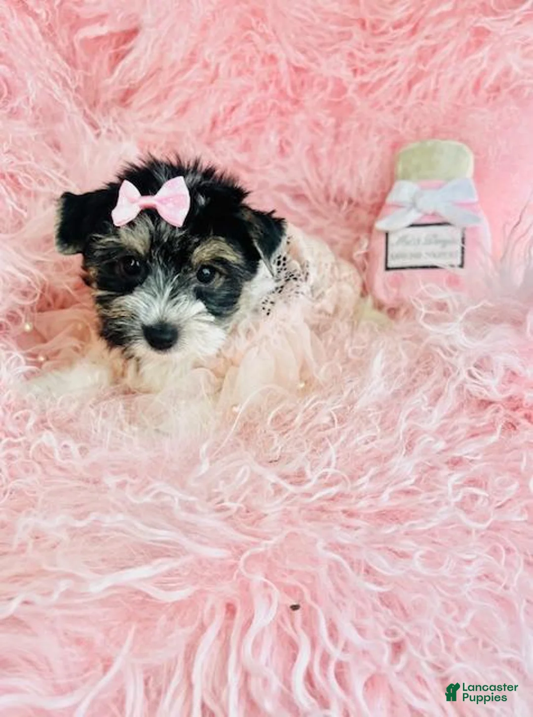 Biewer Terrier dogs for sale: Biewer Terrier Puppy 1 - Ad 1