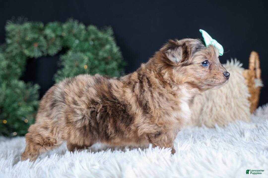 Mini Aussiedoodle dogs for sale: Gunner - Ad 17