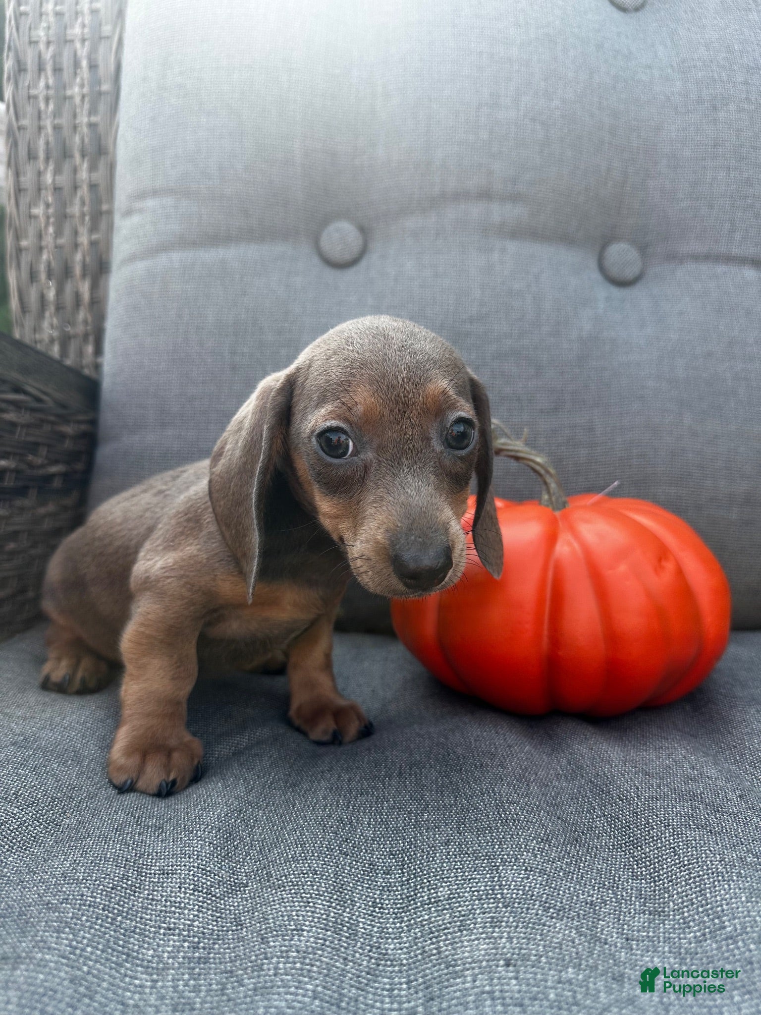 Miniature Dachshund dogs Franklin  - Ad 2