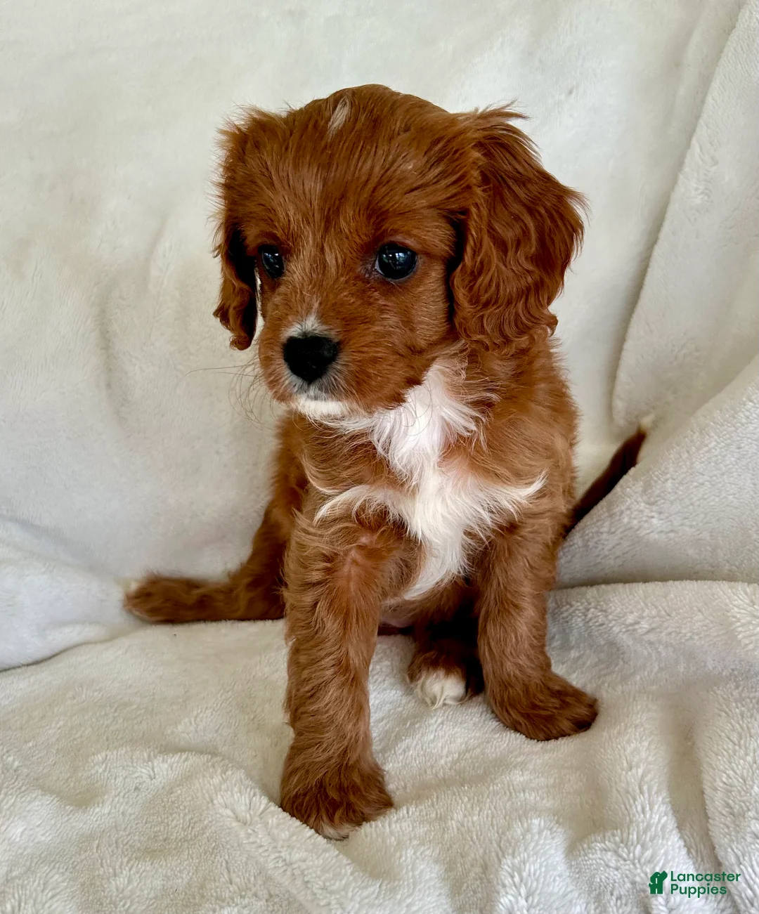 Cavapoo dogs for sale: SADIE 💗 - Ad 2