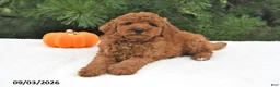 Mini Goldendoodle dogs for sale: Archie  - Ad 5