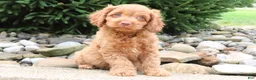 Cavapoo dogs for sale: Teddy - Ad 4