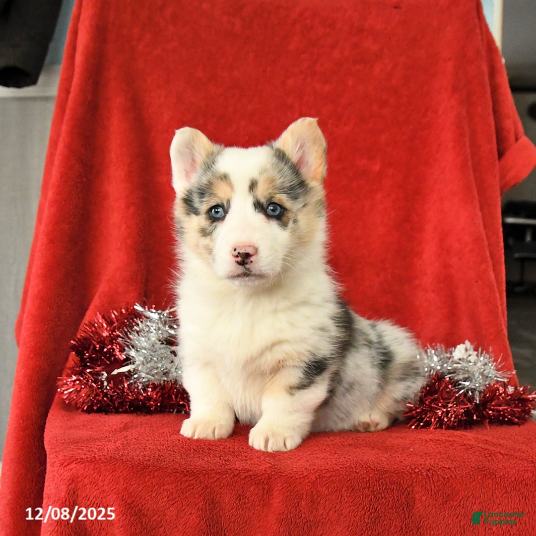 Welsh Corgi Pembroke dogs for sale: Joy - Ad 1