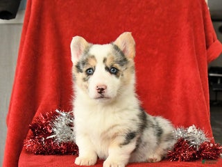 Welsh Corgi Pembroke dogs Joy - Ad 7