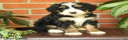 Bernedoodle dogs for sale: Jasper - Ad 2