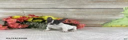 French Bulldog dogs for sale: Jane - Ad 3