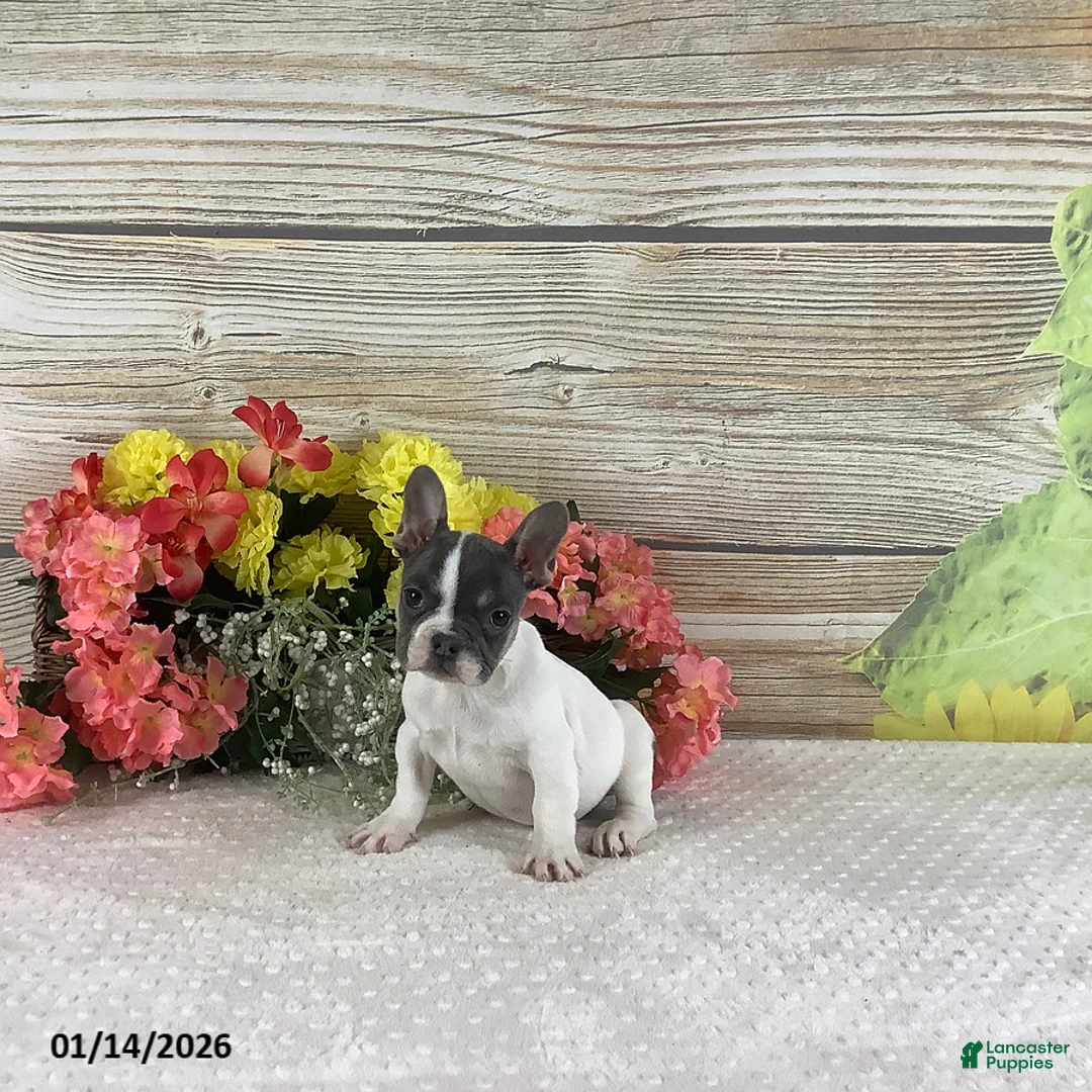 French Bulldog dogs for sale: Jane - Ad 3