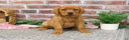 Labrador Retriever dogs for sale: Foxy  - Ad 1