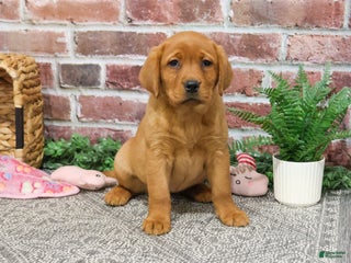 Labrador Retriever dogs Foxy - Ad 30